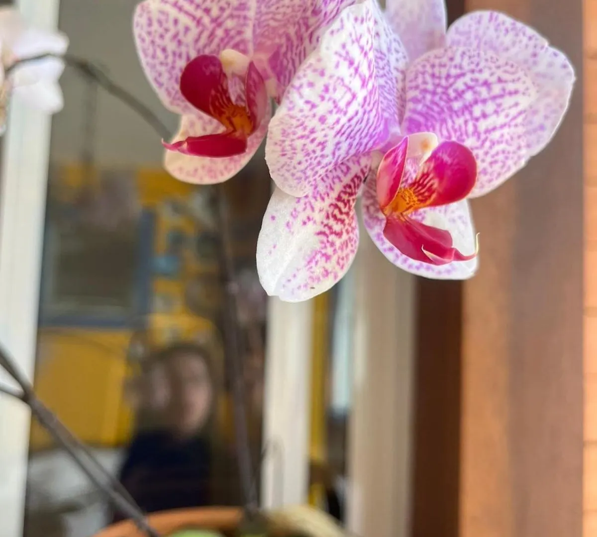 Apartamento Casa Aconchegante Em Sambaqui Florianópolis Brasil